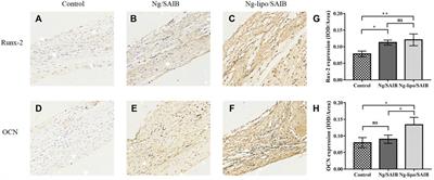 Controlled released naringin-loaded liposome/sucrose acetate isobutyrate hybrid depot for osteogenesis in vitro and in vivo